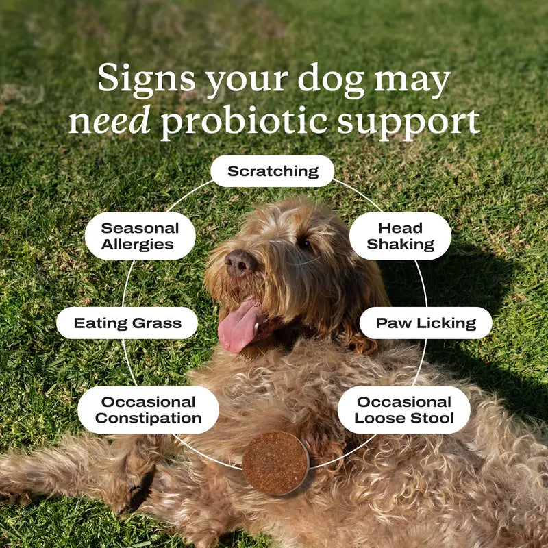 Advanced Probiotic Chews For Complete Canine Gut Health & Seasonal Allergy Relief
