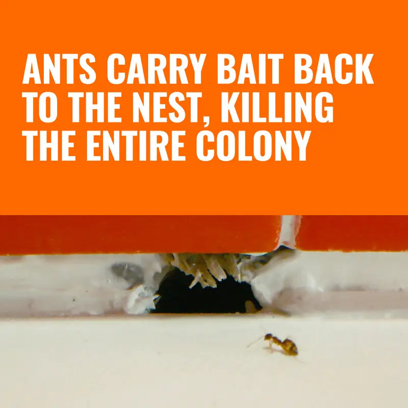 Indoor Liquid Ant Bait Stations – Kills the Entire Colony at the Source